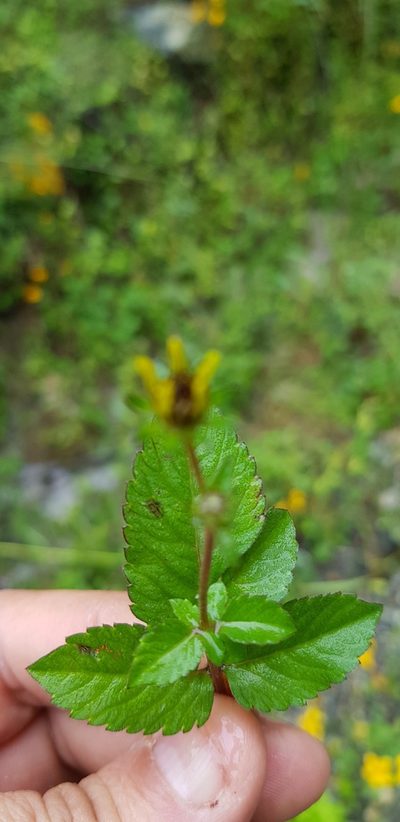 Bidens bicolor, photographed by Eugenio Padilla