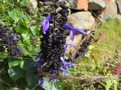 Salvia mexicana, photographed by Oscar Alejandro Morales Juárez
