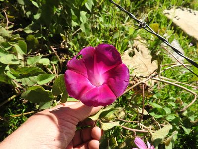Ipomoea orizabensis, photographed by Oscar Alejandro Morales Juárez
