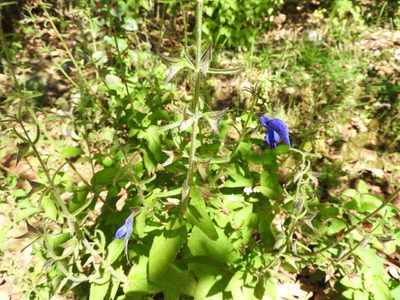Salvia patens, photographed by Oscar Alejandro Morales Juárez
