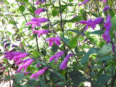 Salvia curviflora, photographed by Oscar Alejandro Morales Juárez