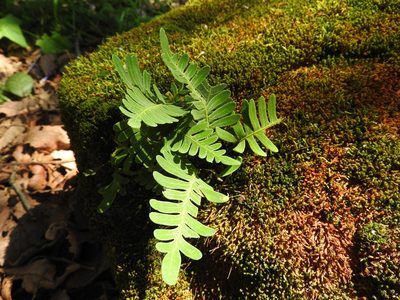 Pleopeltis polypodioides, photographed by Oscar Alejandro Morales Juárez