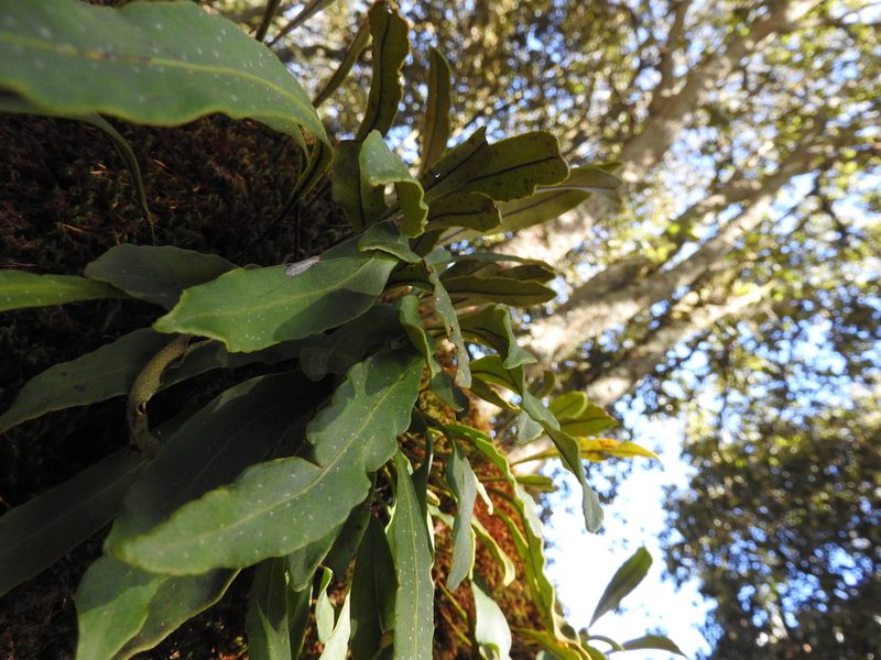 Pleopeltis polylepis, photographed by Oscar Alejandro Morales Juárez