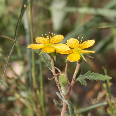 Mentzelia adhaerens, photographed by Bill Levine