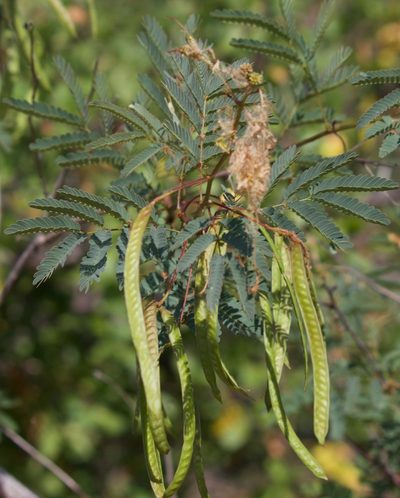 Desmanthus fruticosus, photographed by Bill Levine