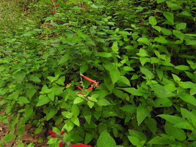 Salvia elegans, photographed by Oscar Alejandro Morales Juárez