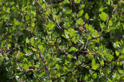 Bursera epinnata, photographed by Bill Levine