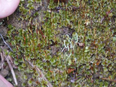 Rosulabryum subtomentosum, photographed by Bruce Calvert