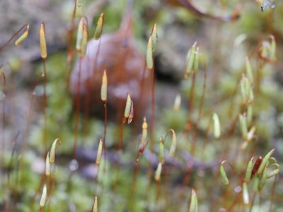 Rosulabryum subtomentosum, photographed by Bruce Calvert