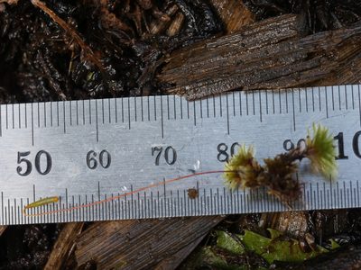 Rosulabryum subtomentosum, photographed by Bruce Calvert