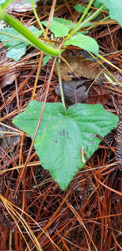 Salvia vitifolia, photographed by Eugenio Padilla