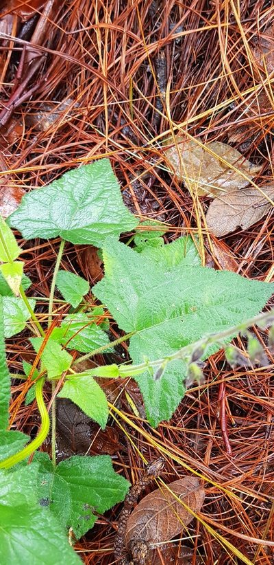 Salvia vitifolia, photographed by Eugenio Padilla