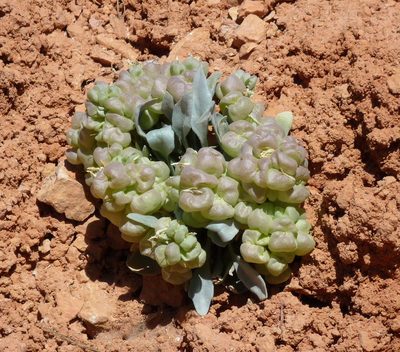 Physaria chambersii, photographed by Nick Block