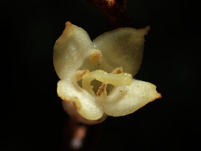 Elaeagnus thunbergii, photographed by 葉子