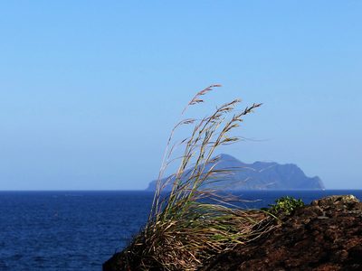 Cymbopogon tortilis, photographed by 葉子