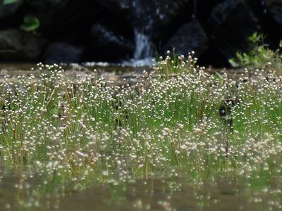 Eriocaulon cinereum, photographed by 葉子