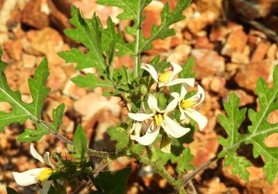 Solanum grayi, photographed by Francisco Farriols Sarabia