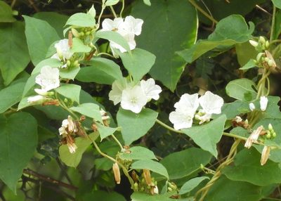 Jacquemontia nodiflora, photographed by Francisco Farriols Sarabia