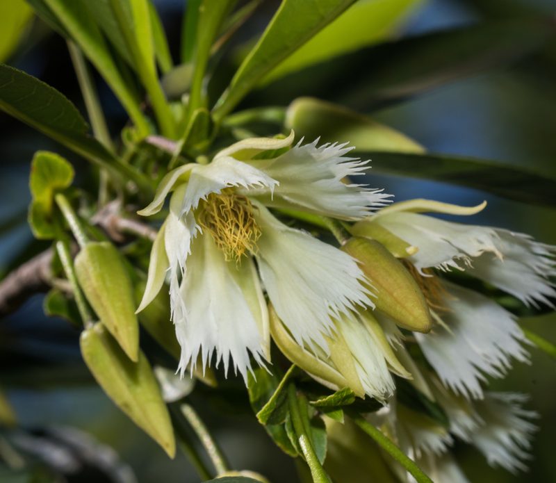Elaeocarpus hainanensis, photographed by portioid