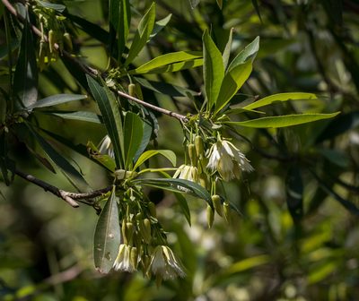 Elaeocarpus hainanensis, photographed by portioid