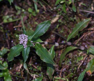 Floscopa scandens, photographed by portioid