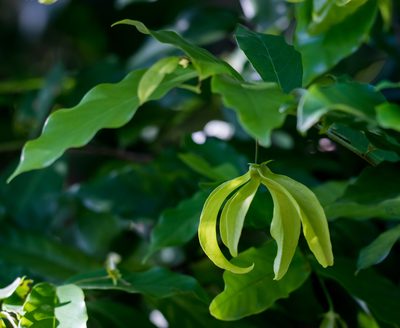 Desmos chinensis, photographed by portioid