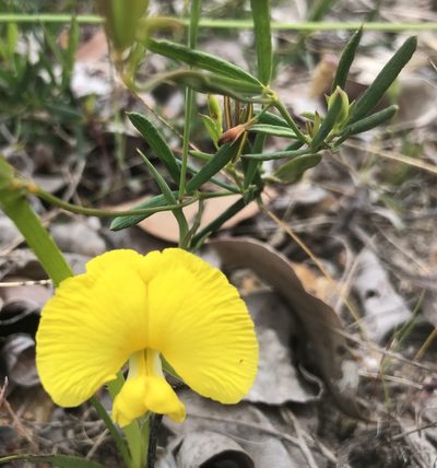 Gompholobium polymorphum, photographed by Ann Bentley