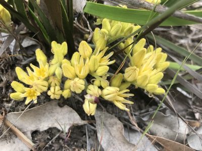 Conostylis aculeata, photographed by Ann Bentley