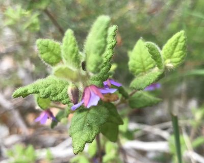 Tremandra stelligera, photographed by Ann Bentley