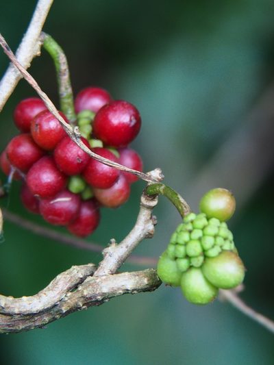 Kadsura japonica, photographed by ncueeleo