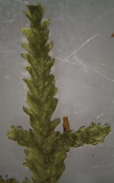 Alleniella laevigata, photographed by John Steel