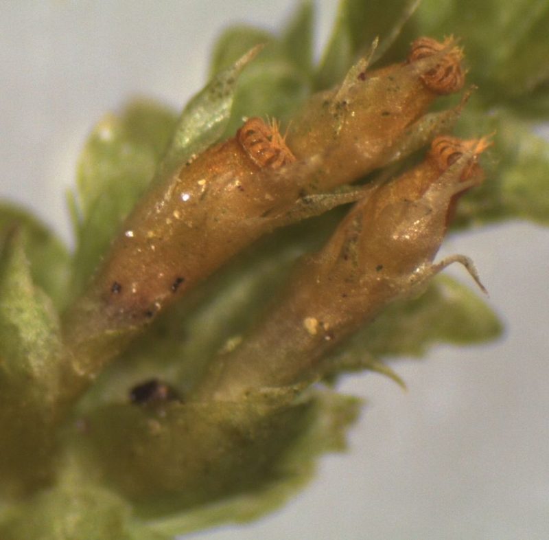Alleniella laevigata, photographed by John Steel