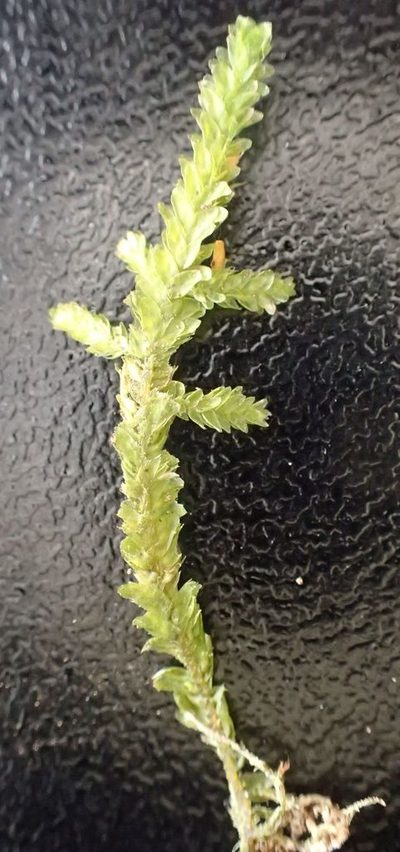Alleniella laevigata, photographed by John Steel