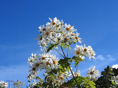 Montanoa grandiflora, photographed by Oscar Alejandro Morales Juárez
