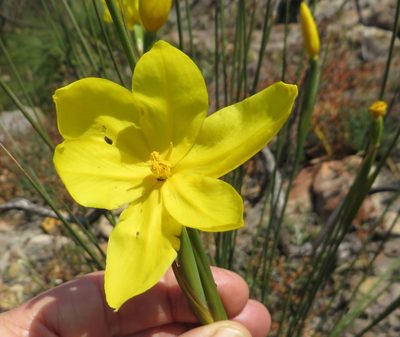 Bobartia filiformis, photographed by linkie