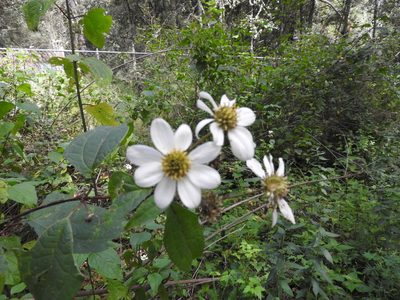 Montanoa frutescens, photographed by Oscar Alejandro Morales Juárez
