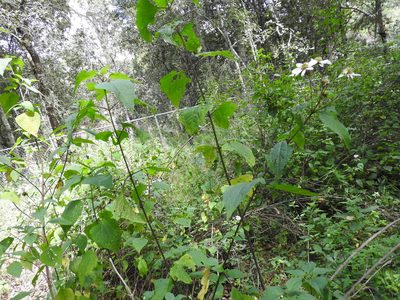 Montanoa frutescens, photographed by Oscar Alejandro Morales Juárez