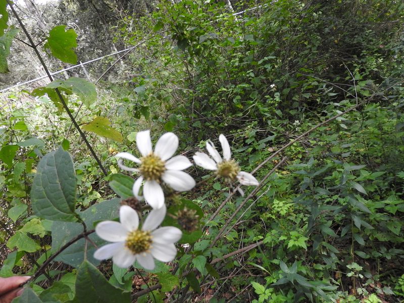 Montanoa frutescens, photographed by Oscar Alejandro Morales Juárez