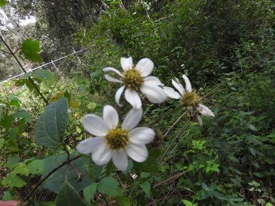 Montanoa frutescens, photographed by Oscar Alejandro Morales Juárez