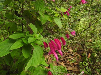 Salvia curviflora, photographed by Oscar Alejandro Morales Juárez
