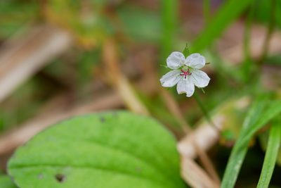 Geranium wilfordii, photographed by Moogoo Lee