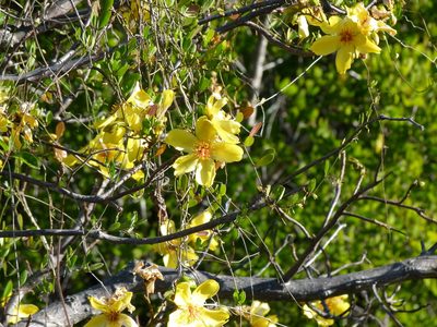 Cochlospermum gillivraei, photographed by botanygirl