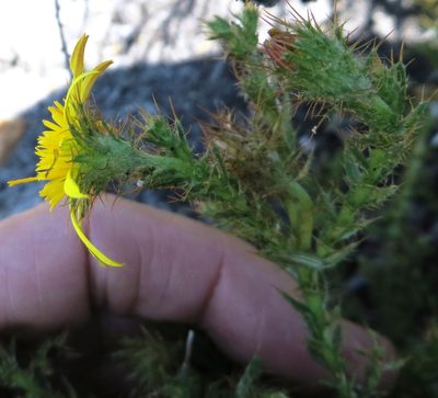 Cullumia selago, photographed by linkie