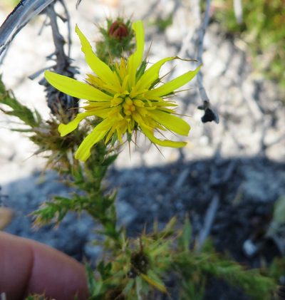 Cullumia selago, photographed by linkie