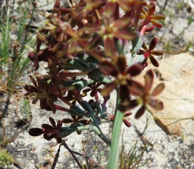 Codonorhiza micrantha, photographed by linkie