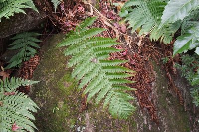 Dryopteris uniformis, photographed by harum.koh
