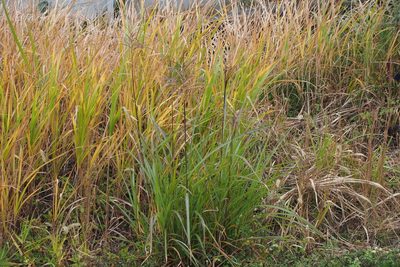 Miscanthus sacchariflorus, photographed by harum.koh
