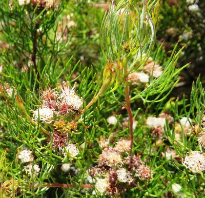 Serruria inconspicua, photographed by linkie
