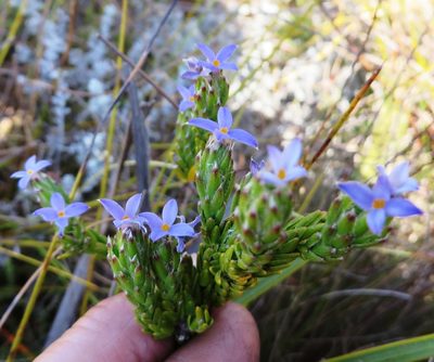 Gnidia penicillata, photographed by linkie