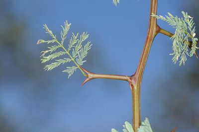 Senegalia gilliesii, photographed by aacocucci